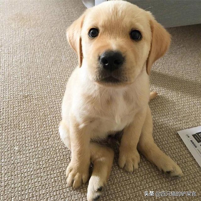 小型西施犬好养吗:比格犬可以养吗？怎么养比较好？ 小型西施犬图片