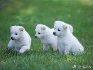 宠物项圈 大型犬:狗肉馆的狗笼里戴着项圈的金毛、拉布拉多犬真的是肉狗吗？ 宠物智能项圈