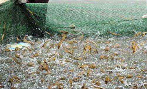 9年前湖中曾出青鱼王212斤:查干湖为什么不大规模养殖淡水虾、河蟹、甲鱼？