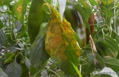 鸟眼辣椒图片:农村种植小米辣，如何才能提高产量？