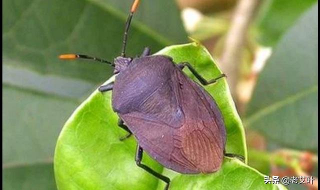 打屁虫多少钱一斤_养殖打屁虫联系方式