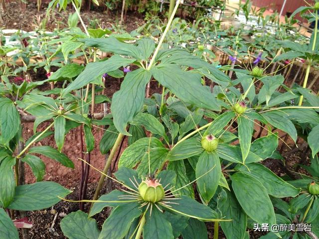重楼怎么种植(重楼怎么种植才好)