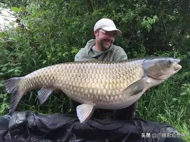 美国亚洲鲤鱼泛滥成灾，亚洲鲤鱼入侵全球，在国外泛滥成灾，为什么在中国却活不到成年