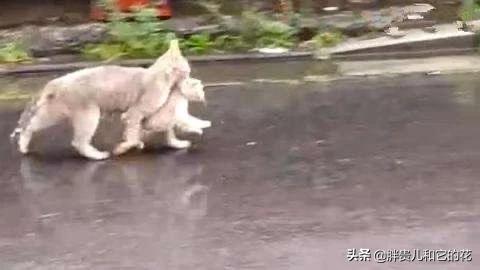 关于流浪狗和流浪猫感悟:大雨时，马路上积水成河，流浪的猫和狗是怎么生存下去的？