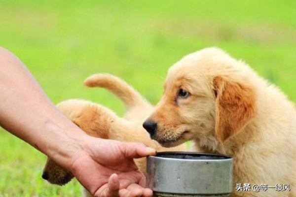 宠物食品配方设计的原则:宠物食品logo设计 狗狗饮食习惯的六个基本原则？