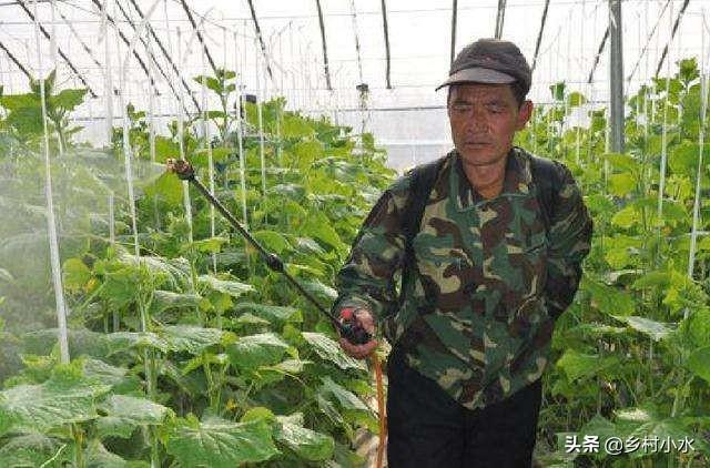 绝育黄瓜安全事情:黄瓜什么时候喷醋是最佳时间？
