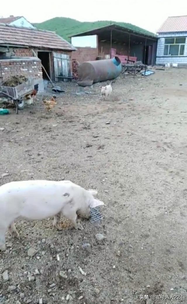 猪气喘是病吗？