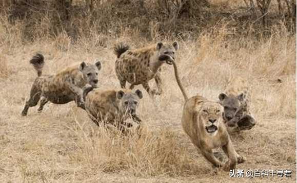 非洲鬣狗和藏獒打架视频:非洲鬣狗和野狗打架视频 一只成年的东北猛虎对战一百只草原鬣狗，有多大的胜算？