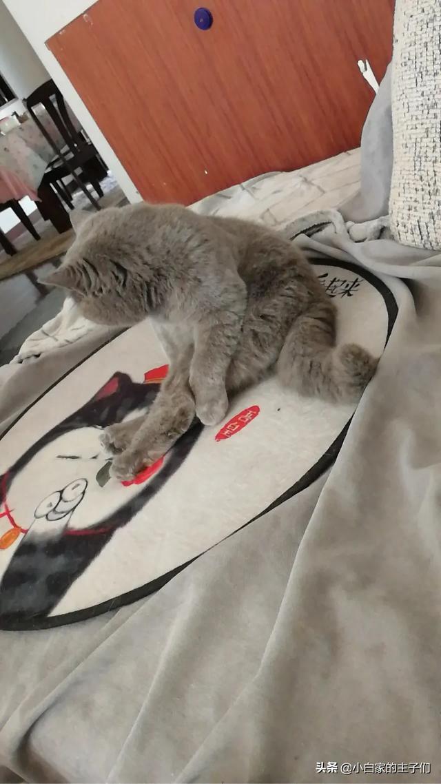 猫咪脾气不好怎么办:猫咪不愿意使用猫砂，是不是闹脾气了？款式选对了吗？