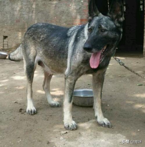 中国沙皮犬喜叫程度:我国最可怕的四种猛犬是什么狗？为什么？