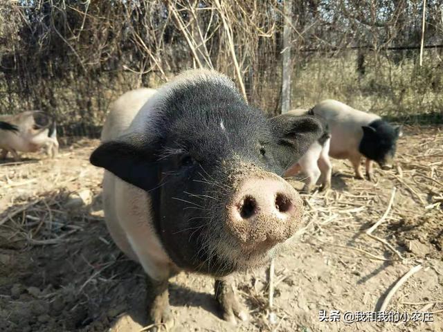 泰国小香猪能活多久:泰国小香猪能长多大 两年的香猪公猪肉好吃吗？