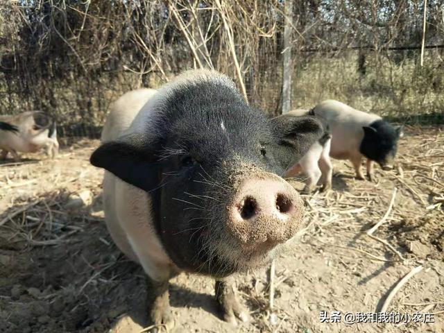 泰国小香猪能活多久:两年的香猪公猪肉好吃吗？