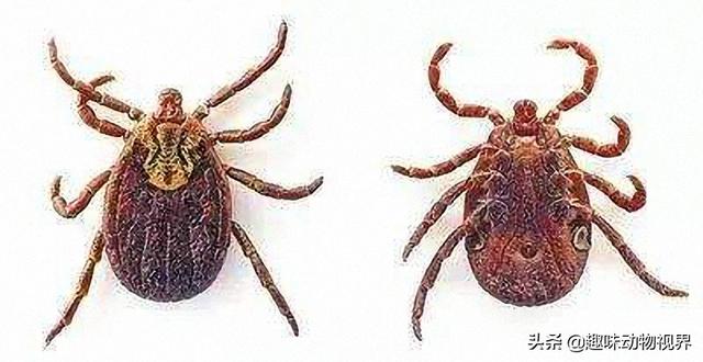 绣球狗长什么样子:春天该如何养护绣球花？要施什么肥？ 绣球狗到底能长多大啊