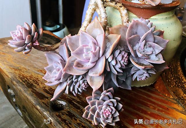 多肉景天科长生草属有哪些植物:有哪些多肉品种值得推荐？