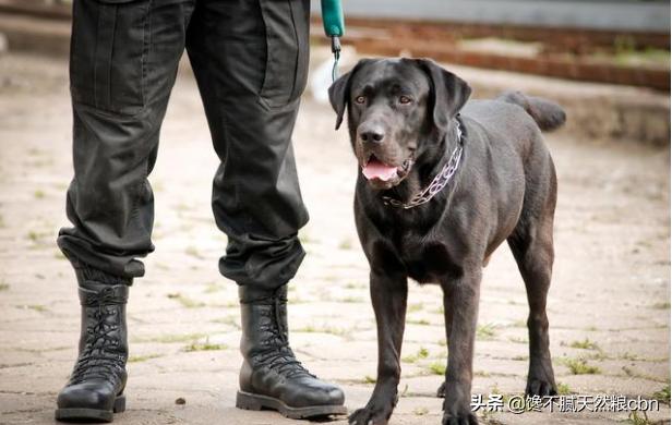 指示犬:每次看到警犬都很激动，常见的警犬品种有哪些？ 指示犬什么品种最好