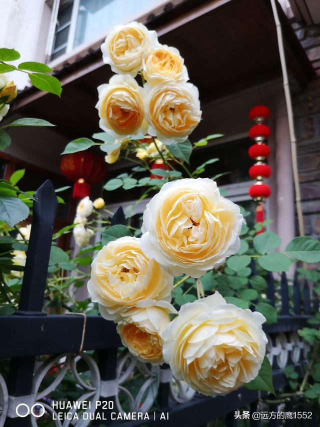 欧洲月季花品种介绍:月季花欧月品种介绍 养好欧月需要花多少时间和金钱？月季好养吗？