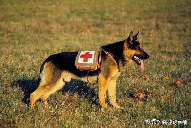 世界犬种智商排行图:世界排名前10种最聪明的犬是哪些？