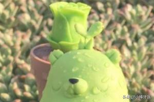 熊童子服盆:熊童子服盆期怎么浇水 多肉植物熊童子的养殖方法和注意事项？