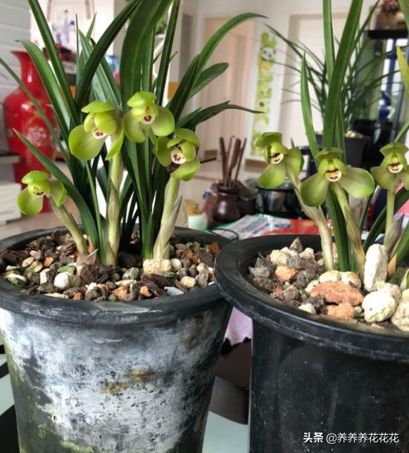 兰花室外放什么地方种植好？