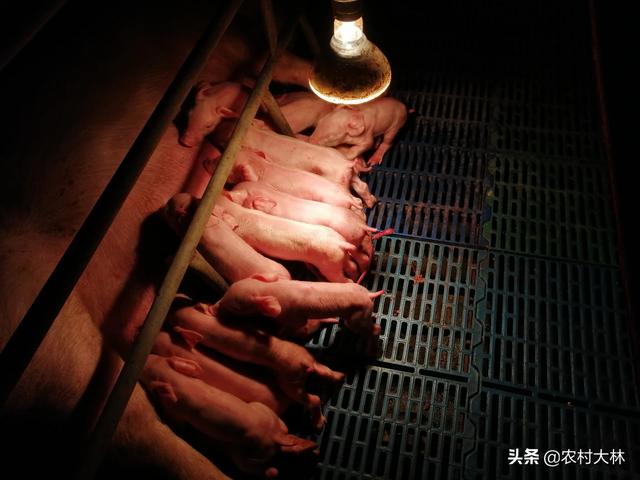 母猪生小孩:母猪正在生小猪浑身发抖，怎么回事