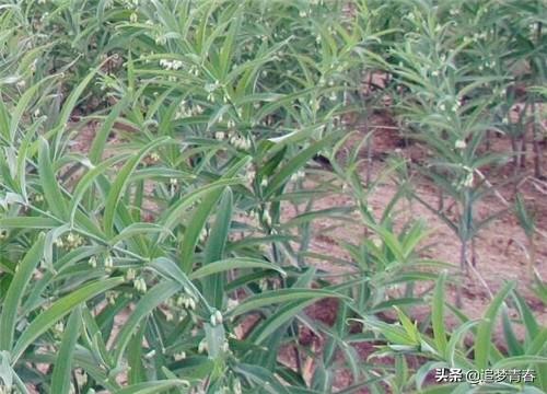 黄精:今年黄精卖7～8元一斤，我想种植黄精，现在会不会太迟？