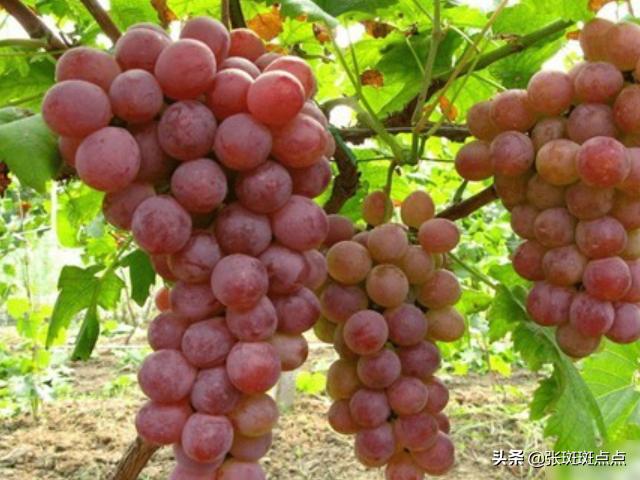 葡萄种植方法:葡萄种植技术,葡萄种植方法？