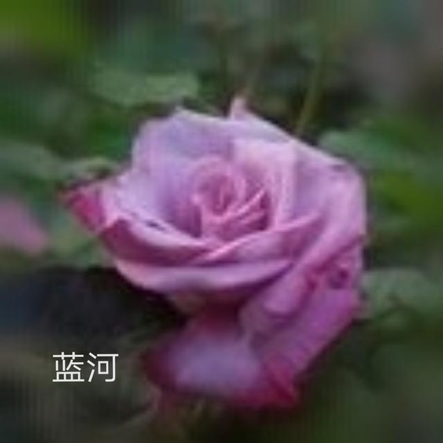优秀月季花品种介绍百度网:名贵月季十大品种是哪些品种？