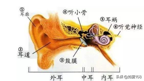 耳朵出血:耳朵出血 耳朵里出血了，是怎么回事，用什么止血？