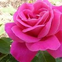 最香的几款月季品种是什么？插图75