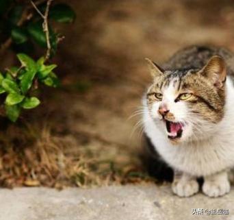 太原收养流浪猫狗:捡到一只流浪猫，准备收养具体该怎么做？