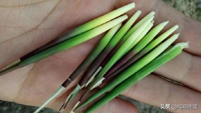 我小时候在农村吃过"扁担钩",大家在农村小时候吃过什么奇葩的食物?