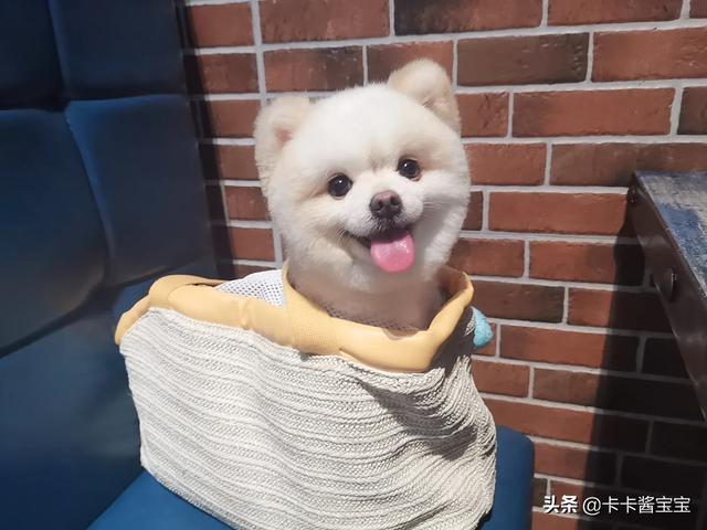 纯种博美犬好养吗:养只博美犬好不好，有什么优点？