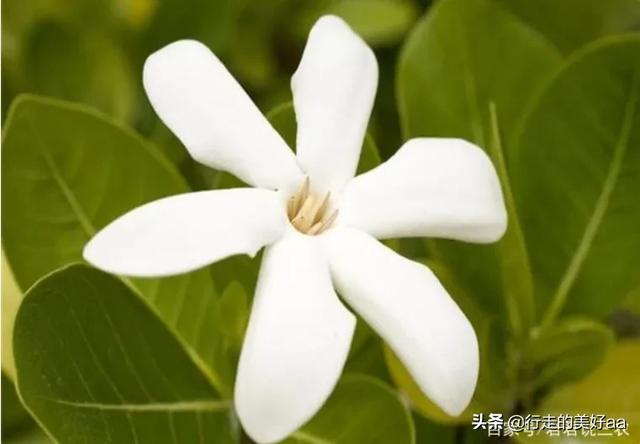金鱼吊兰的养殖方法和注意事项:金鱼吊兰、吊竹梅在冬季如何养护？