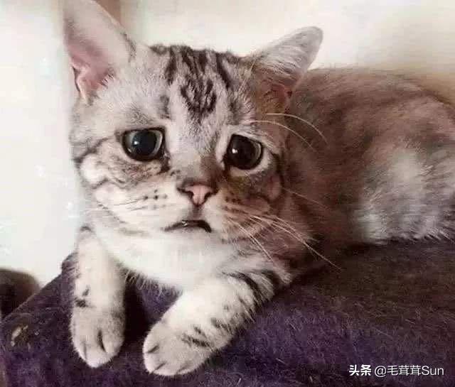 猫眼睛角膜炎症状图片:眼睛角膜炎的症状及治疗 各位养猫的条友，请问我的猫咪眼角流眼泪，这是啥毛病？谢谢          
        </div>
        <div class=