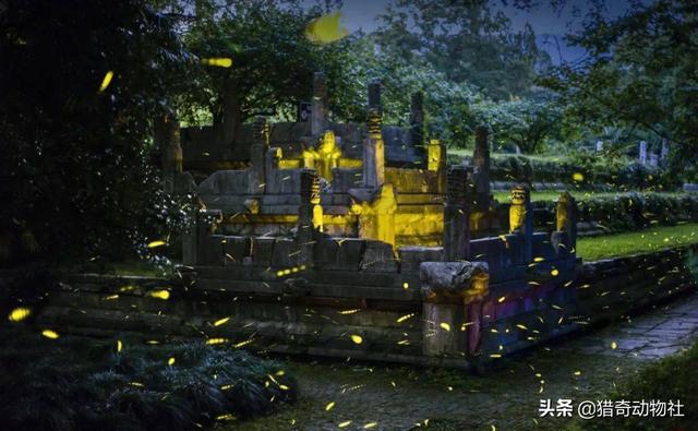 萤火虫为什么会发光:萤火虫为什么可以发光？是不是有荧光剂？