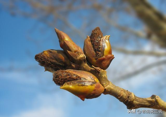 农村收杨树芽会用来干什么，每年初春，一些人来农村收柳树芽做什么柳树芽有什么用处