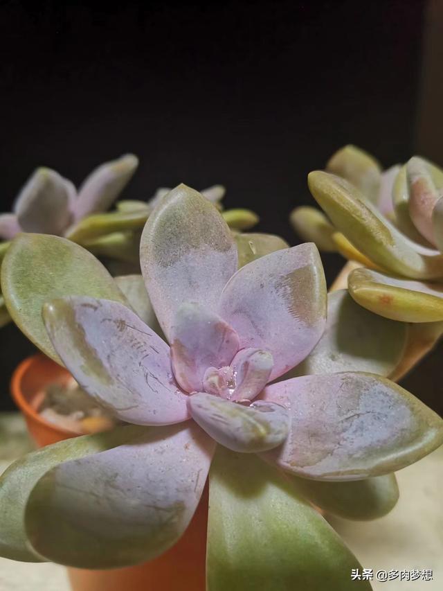 姬玉露徒长:冰灯玉露刚服盆，可以闷养吗？
