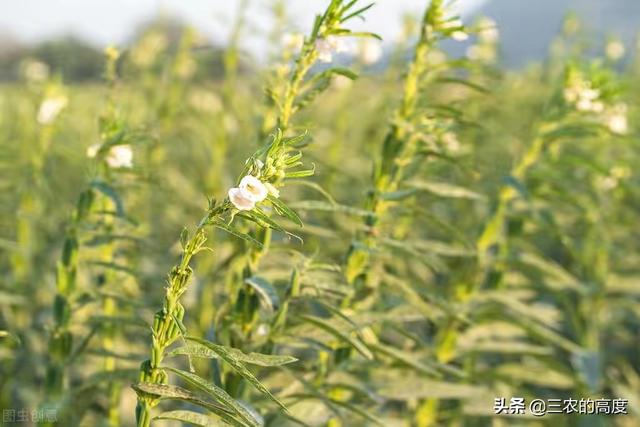 芝麻开花下一句，“芝麻开花”下一句是什么