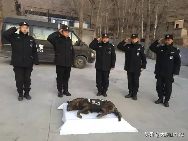 报告狗班长被咬:作为一名警察，被警犬咬过是一种什么样的体验？