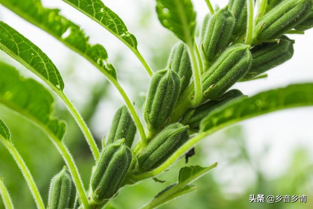 干枯病是螟虫在作怪吗，春芝麻撒上种子后盖上草木灰可以吗在3月份播种合适吗