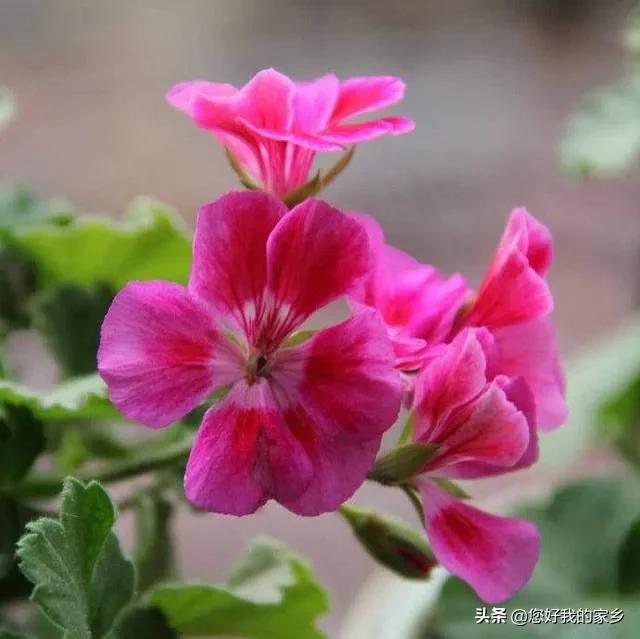 什么花既好看又易养？