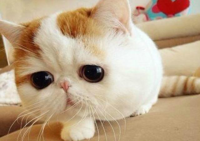 狸花猫:你知道哪些关于狸花猫的冷知识？