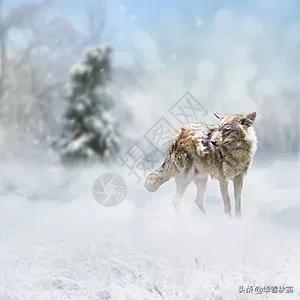 狼的感人故事:讲下你小时候听过的狼故事？ 狼的感人故事简短