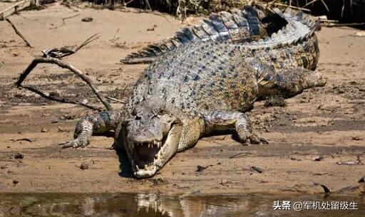 宇宙十大恐怖生物，宇宙中有哪些让人细思极恐的事