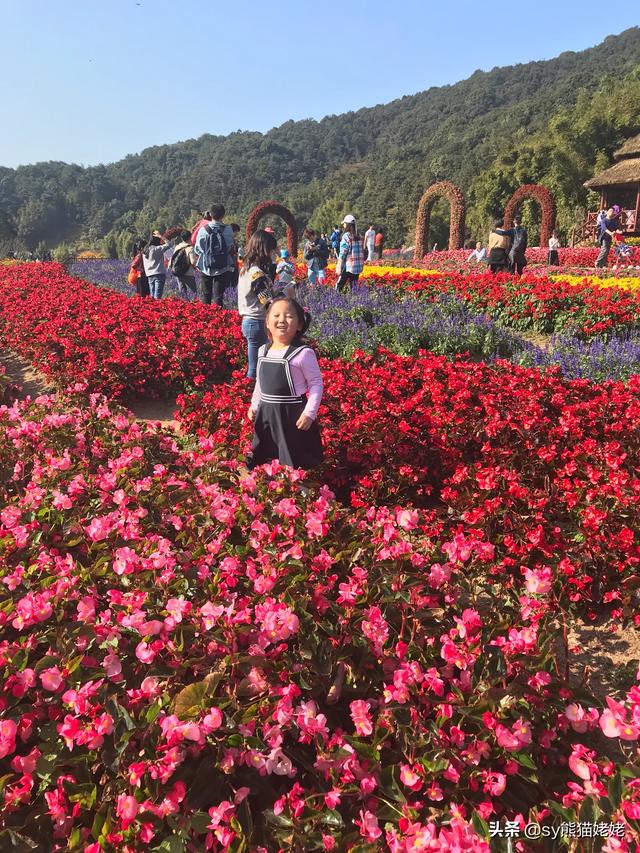 头条问答 19年12月花海有哪些 小灵浪啊浪的回答 0赞