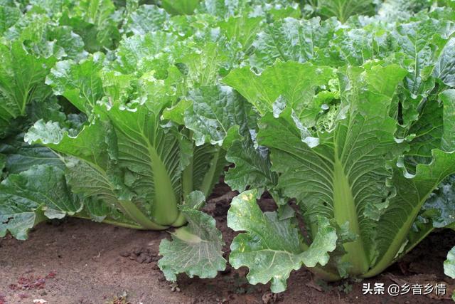 十字花科蔬菜软腐病:十字花科蔬菜软腐病的防治措施包括 立秋后，农作物必须小心哪几种虫害？