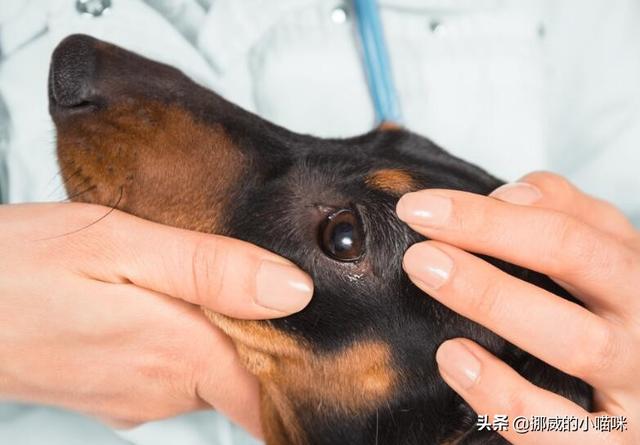 可卡幼犬流眼泪:狗狗为什么总是爱流眼泪？