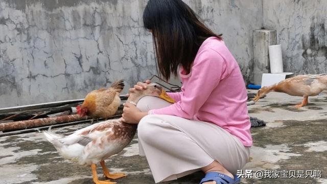 带宠物鸭扫大街萌坏路人:宠物小黄鸭和普通鸭子有什么不同？