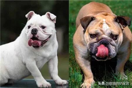 斗牛犬性格有什么缺点:斗牛犬为什么那么大脾气？