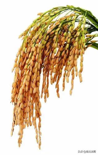 种植水稻补锌技巧，农村种植水稻，肥多稻谷谷穗容易空壳是怎么回事？